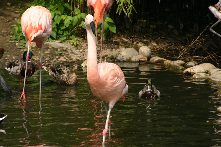 20110407011404010_k-Zoo 111.jpg